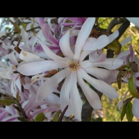 Magnolia Stellata (fam Magnoliacees) (Japon) (01)